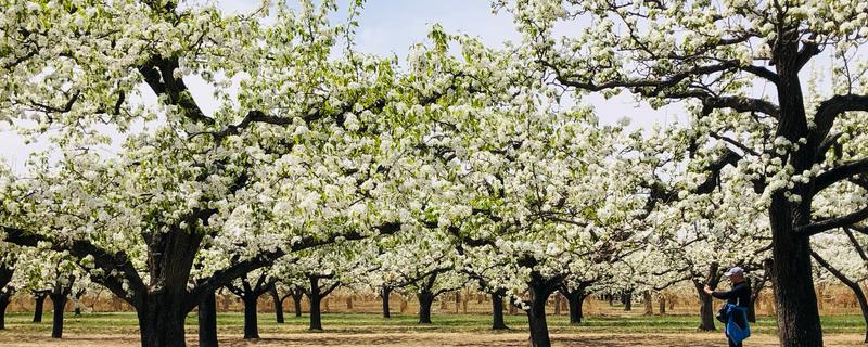 梨树花期如何养护,花期之前要注意追肥