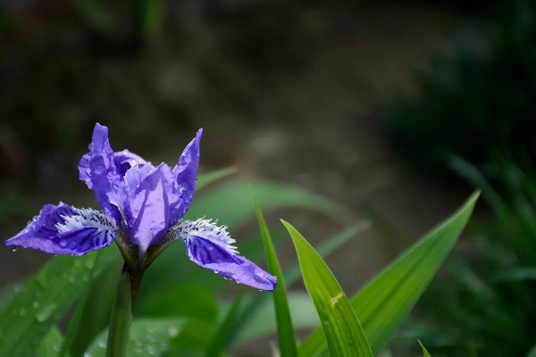 鸢尾的花语是什么，寓意爱的使者、暗中思念等