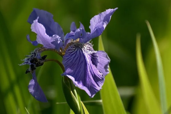 鸢尾的花语是什么，寓意爱的使者、暗中思念等