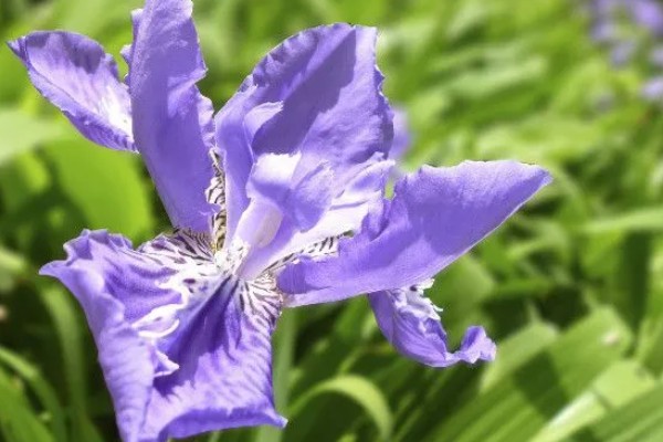 鸢尾的花语是什么，寓意爱的使者、暗中思念等