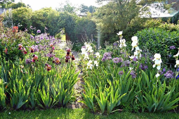 鸢尾的花语是什么，寓意爱的使者、暗中思念等