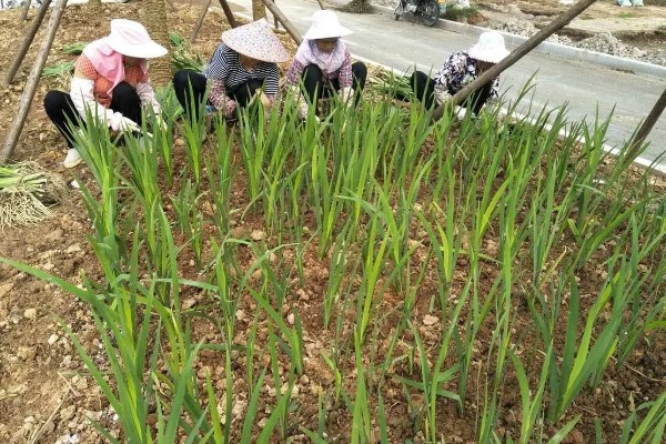 鸢尾的花语是什么，寓意爱的使者、暗中思念等