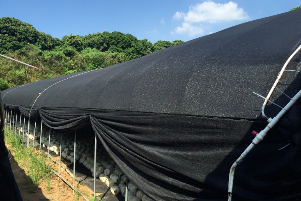 鸢尾的花语是什么，寓意爱的使者、暗中思念等