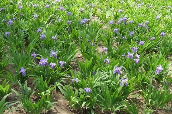 鸢尾的花语是什么，寓意爱的使者、暗中思念等