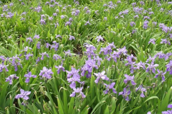 鸢尾的花语是什么，寓意爱的使者、暗中思念等