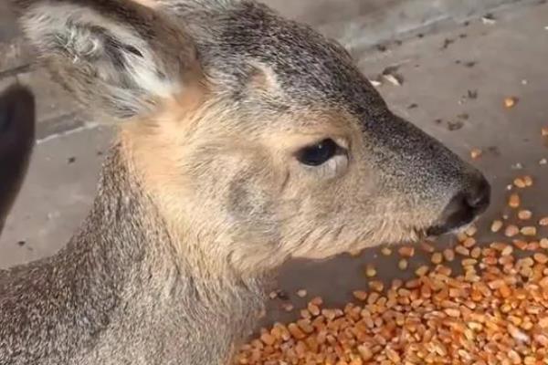 狍子如何养殖，每隔3天喂一次食盐