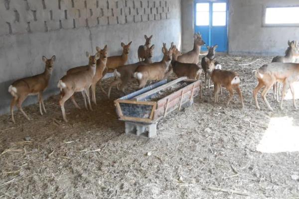 狍子如何养殖，每隔3天喂一次食盐