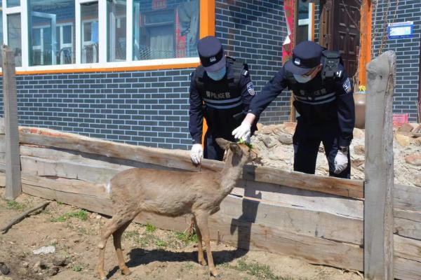 狍子如何养殖，每隔3天喂一次食盐
