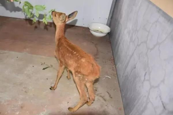 狍子如何养殖，每隔3天喂一次食盐