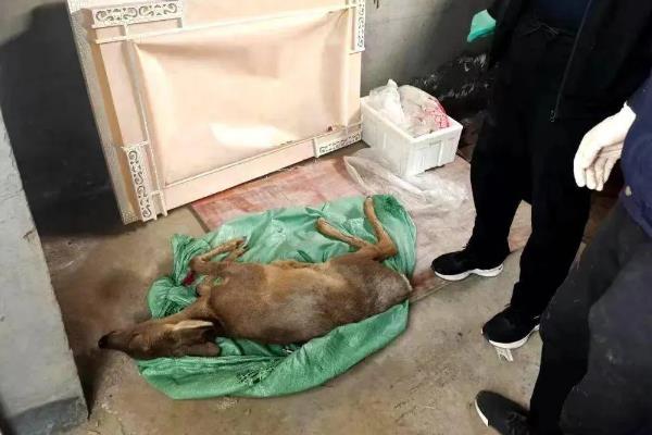 狍子如何养殖，每隔3天喂一次食盐