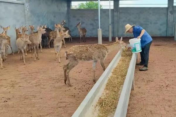 狍子如何养殖，每隔3天喂一次食盐