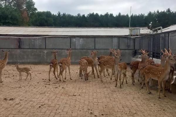 狍子如何养殖，每隔3天喂一次食盐