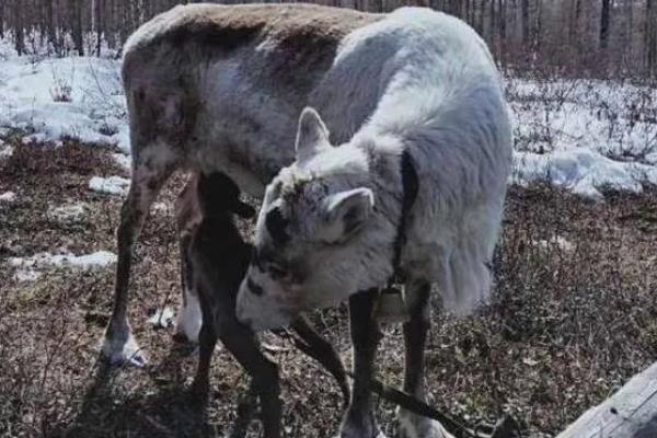 狍子如何养殖，每隔3天喂一次食盐