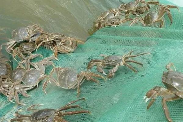 河蟹如何越冬，条件允许的情况下应该要注水2-3次