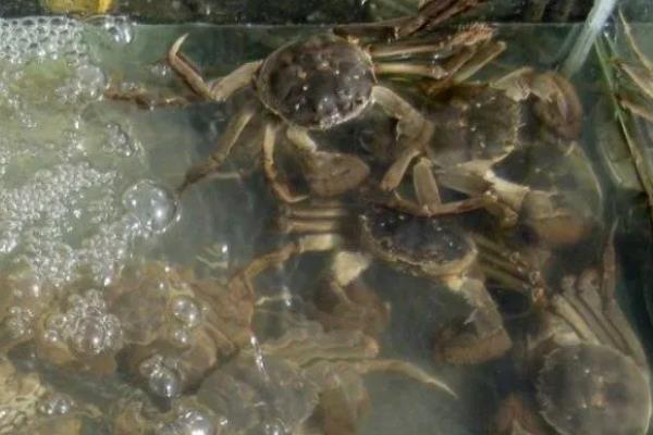 河蟹如何越冬，条件允许的情况下应该要注水2-3次