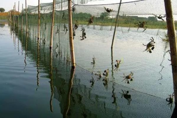 河蟹如何越冬，条件允许的情况下应该要注水2-3次