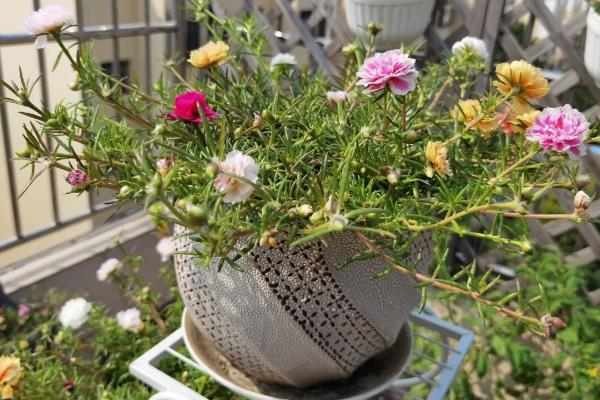 宿根太阳花如何进行越冬修剪，将残花连同花托一起剪下可节省养分