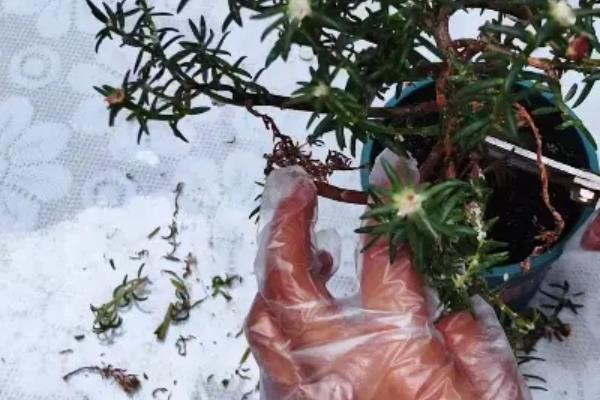 宿根太阳花如何进行越冬修剪，将残花连同花托一起剪下可节省养分