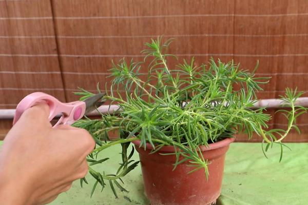 宿根太阳花如何进行越冬修剪，将残花连同花托一起剪下可节省养分