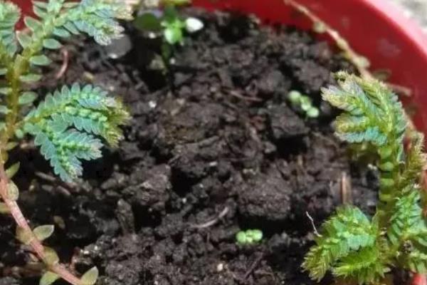 怎么修剪变色龙盆栽，枝条长到一定程度时剪除主枝蔓的芽尖