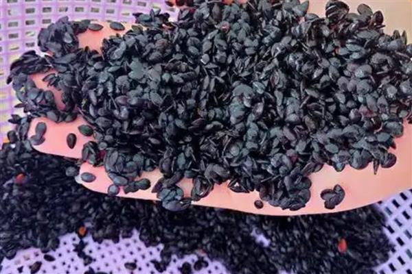 百香果枝条能不能水培扦插，水培扦插的育苗效率更高