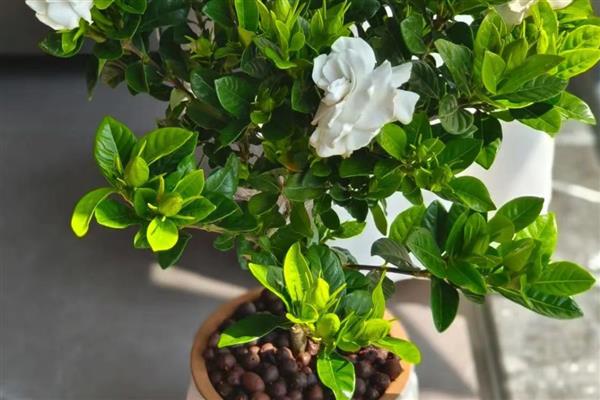 枙子花秋冬季节的养护方法，每天提供不少于6小时的光照