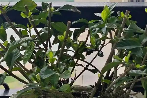 枙子花秋冬季节的养护方法，每天提供不少于6小时的光照