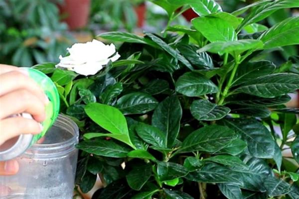 枙子花秋冬季节的养护方法，每天提供不少于6小时的光照