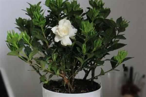 枙子花秋冬季节的养护方法，每天提供不少于6小时的光照