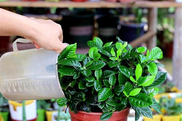 枙子花秋冬季节的养护方法，每天提供不少于6小时的光照