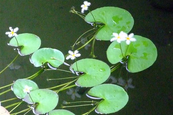 金银莲花的繁殖方式，以分株和扦插为主