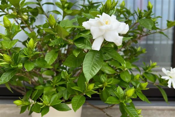 枙子花秋冬季节的养护方法，每天提供不少于6小时的光照
