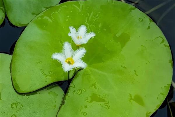 金银莲花的繁殖方式，以分株和扦插为主