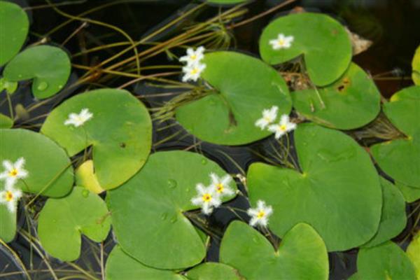 金银莲花的繁殖方式，以分株和扦插为主