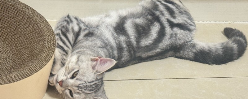 猫为什么不能吃小儿感冒药，乙酰氨基酚会让猫咪中毒