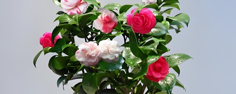 茶花叶子被晒伤如何解决，剪除受伤的叶片可减少养分消耗