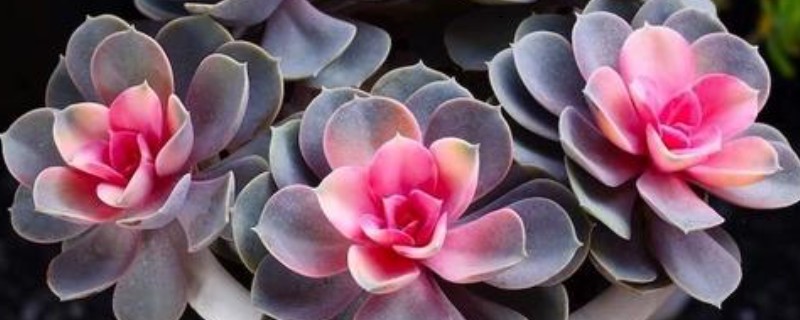 红心莲多肉有没有毒，红心莲多肉有毒