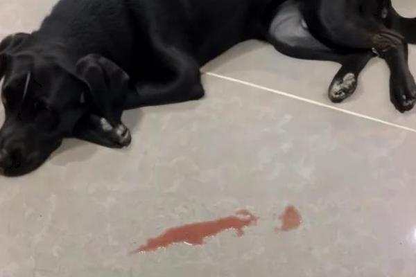 怎么治疗犬膀胱炎，有积尿的病犬需要为它导尿