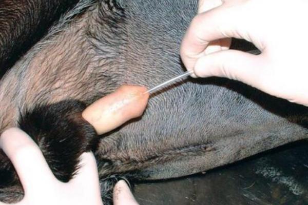 怎么治疗犬膀胱炎，有积尿的病犬需要为它导尿