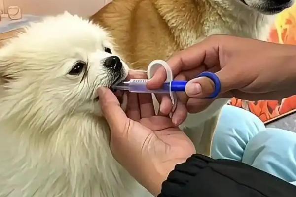 怎么治疗犬膀胱炎，有积尿的病犬需要为它导尿