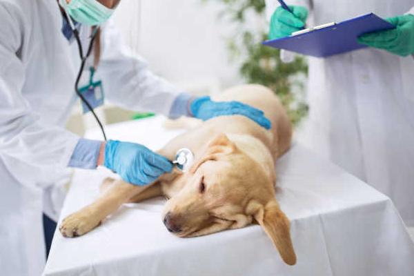 怎么治疗犬膀胱炎，有积尿的病犬需要为它导尿