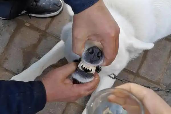 怎么治疗犬膀胱炎，有积尿的病犬需要为它导尿