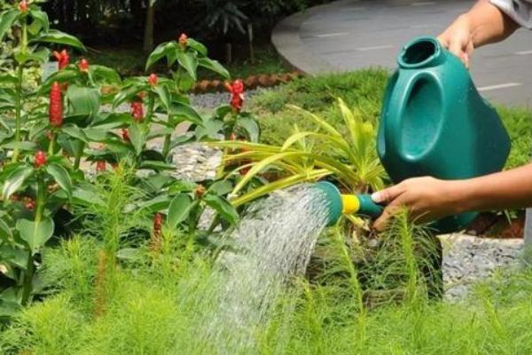 怎么养石榴花，适合在干燥的环境下生长