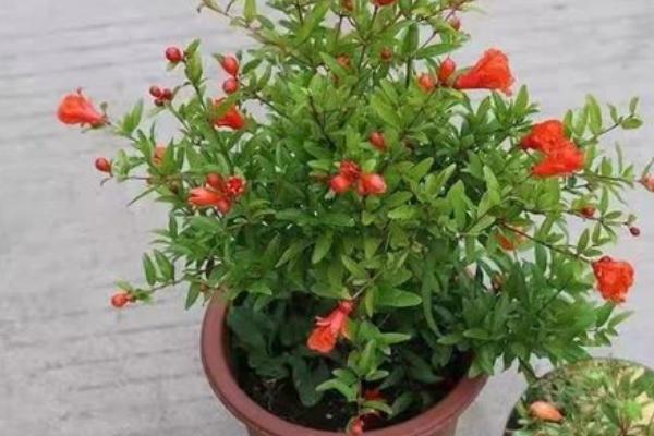 怎么养石榴花，适合在干燥的环境下生长