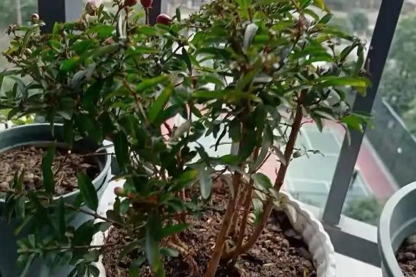 怎么养石榴花，适合在干燥的环境下生长