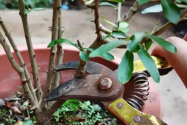 怎么养石榴花，适合在干燥的环境下生长