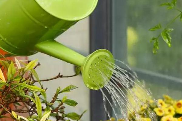 怎么养石榴花，适合在干燥的环境下生长