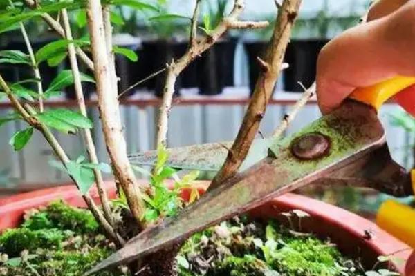 怎么养石榴花，适合在干燥的环境下生长