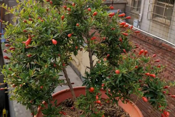 怎么养石榴花，适合在干燥的环境下生长