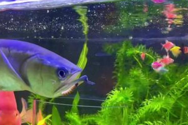 龙鱼突然不吃食的原因及解决方法，可能是受惊所致